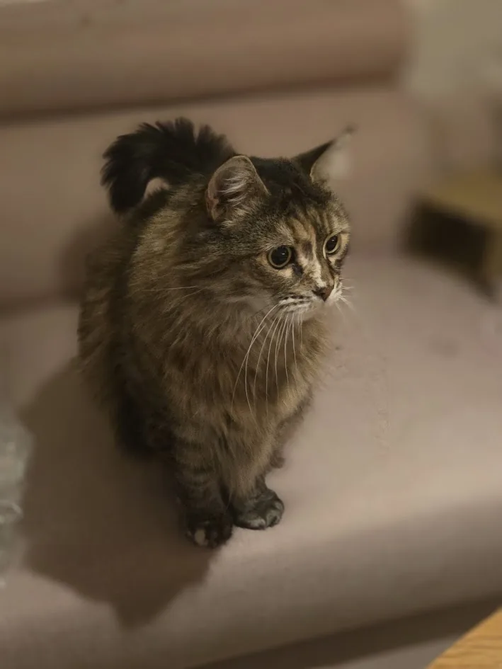 Langhåret kat hjemme i trygge omgivelser